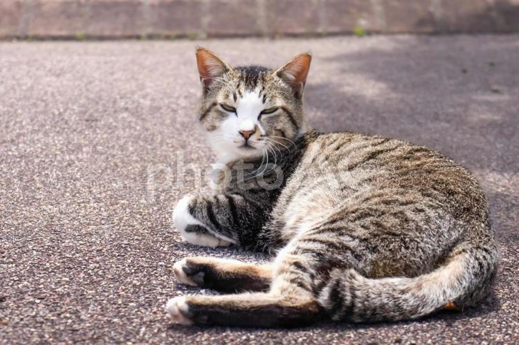 ＜素材＞公園の野良猫 猫,cat,ノラネコの写真素材