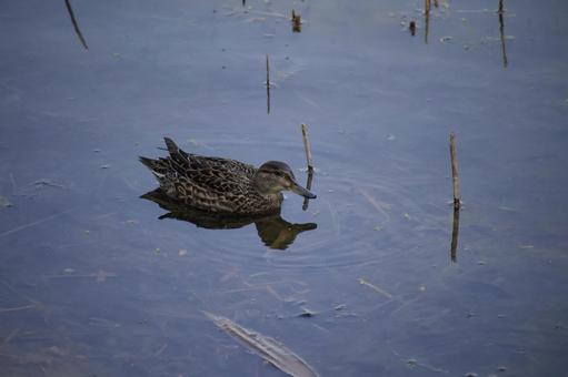 コガモ　メス コガモ,カモ,鴨の写真素材