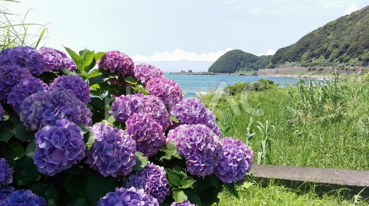 海辺のアジサイ 風景,花,あじさいの写真素材