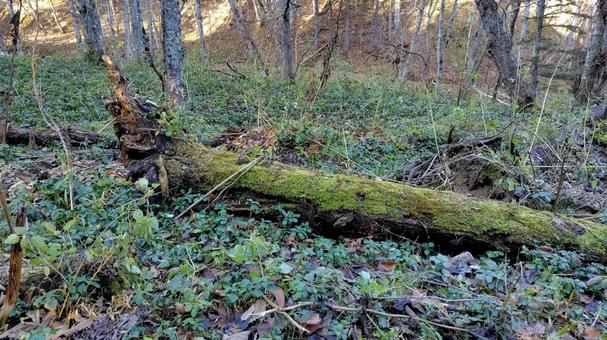 森の中 木,森,森林の写真素材