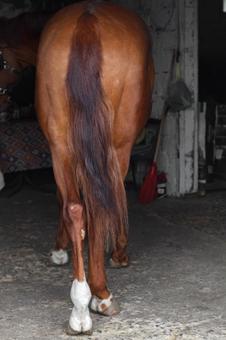 茶色い馬の後ろ姿 茶色い馬の後ろ姿 馬,茶色,黒の写真素材