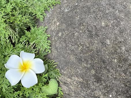 プルメリア プルメリア プルメリア,自然,夏の写真素材