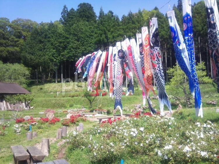 花とこいのぼり こいのぼり,大原町,日本の風景の写真素材