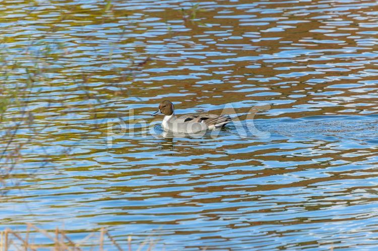 オナガガモが泳ぐ風景 オナガガモ,鳥,水鳥の写真素材
