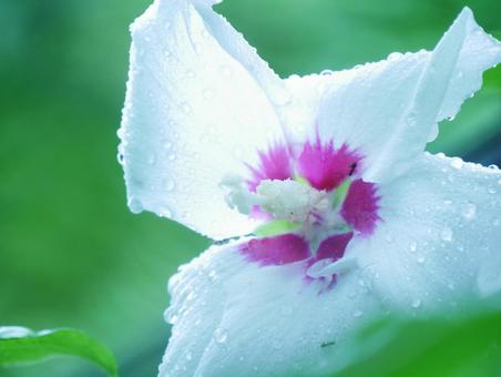 雨に濡れた白いムクゲの花 雨に濡れた白いムクゲの花の写真