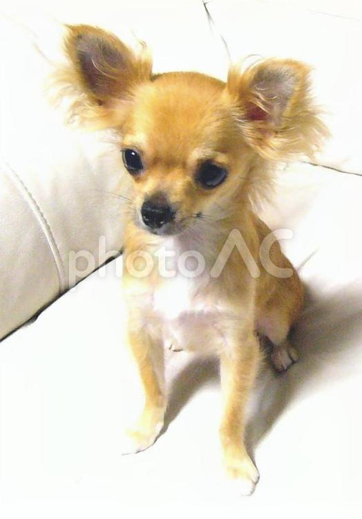 白いソファの上のチワワ チワワ,犬,ペットの写真素材