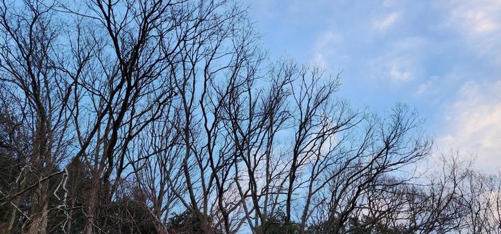 冬枯れ 木,樹木,冬枯れの写真素材