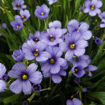 Spring flowers: Chinese bellflower, JPG