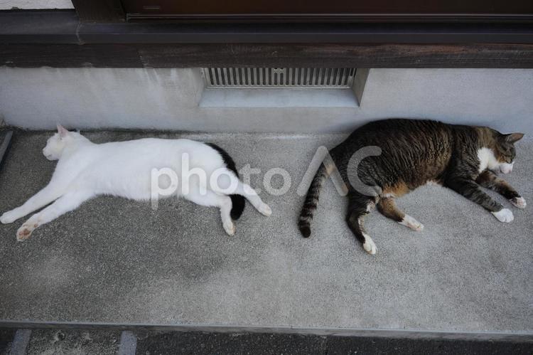 猫 猫,ネコ,ねこの写真素材