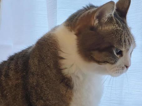 見つめる猫の写真