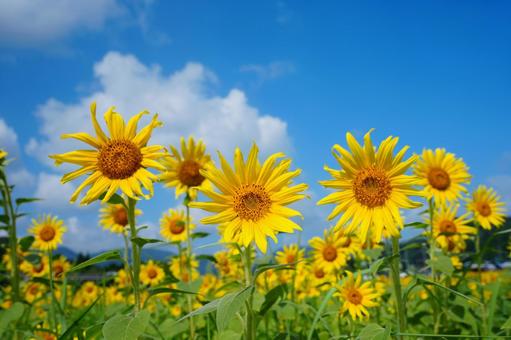ひまわり畑 ひまわり畑 向日葵,ひまわり,ヒマワリの写真素材