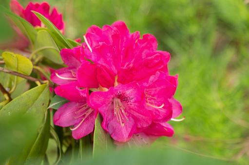 Rhododendron ⑼, JPG Rhododendron ⑼, JPG