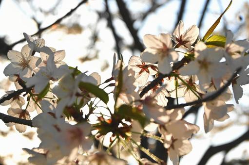 淡いソメイヨシノ 桜,ソメイヨシノ,木の写真素材