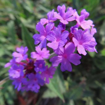 バーベナ バーベナ,花,花びらの写真素材