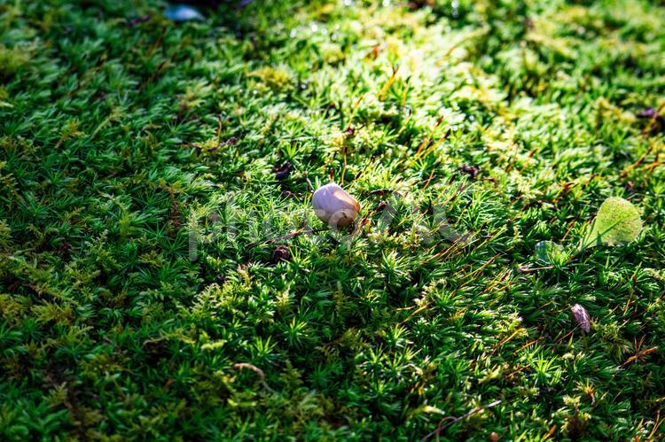 森の合間に生える苔 コケ,苔,落葉の写真素材