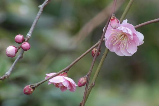 梅の花 花,ピンク,梅の写真素材