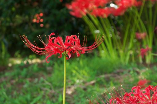 真っすぐ彼岸花の写真