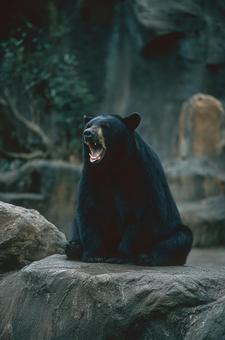 黒い毛並みの大きなクマの姿 黒い毛並みの大きなクマの姿の写真