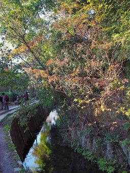 哲学の道 琵琶湖疎水2 哲学の道 琵琶湖疎水2 哲学の道,京都市右京区,観光地の写真素材