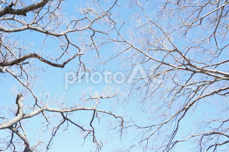 冬の木々２ 青空,冬,木の写真素材
