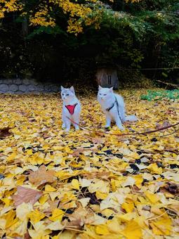 銀杏と猫 秋,自然,ナチュラルの写真素材