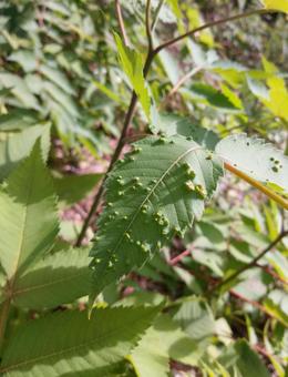 ムシコブ ムシコブ ムシコブ,虫瘤,ムシエイの写真素材