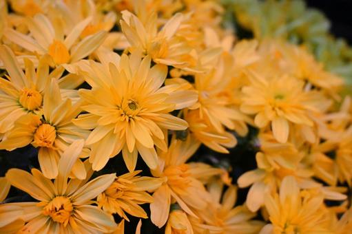 可愛い小菊 菊,小菊,秋の写真素材