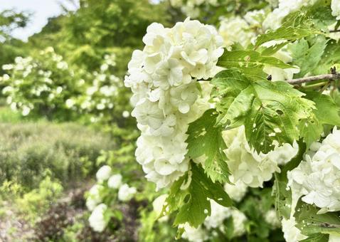 セイヨウテマリカンボクの花が咲く庭 セイヨウテマリカンボクの花が咲く庭の写真