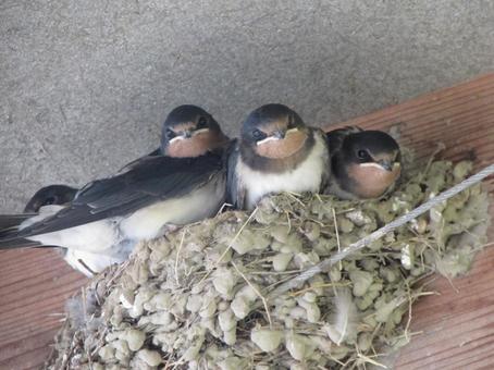 Photo, swallow, yan, bird, 