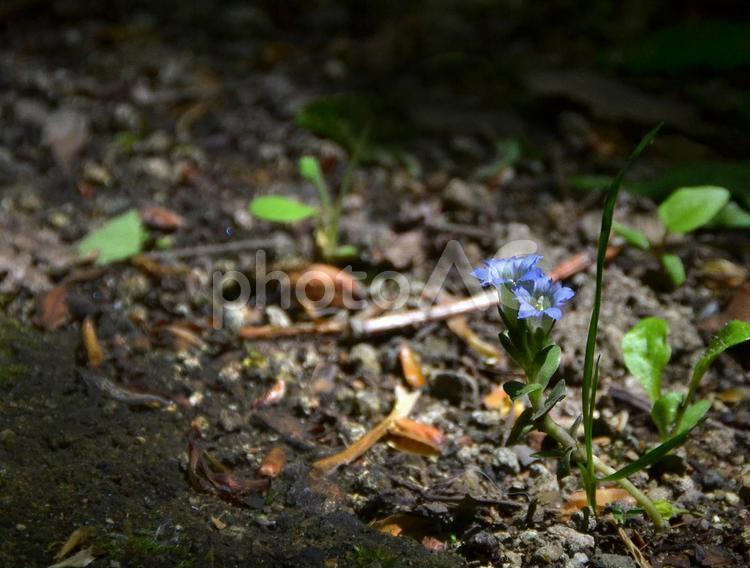 木漏れ日に浮き上がるフデリンドウ フデリンドウ,花,リンドウの写真素材