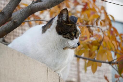 街中で見かけた野良ねこ16　猫素材　背景 ネコ,野良猫,可愛いの写真素材