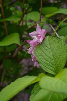 ピンクの花の写真
