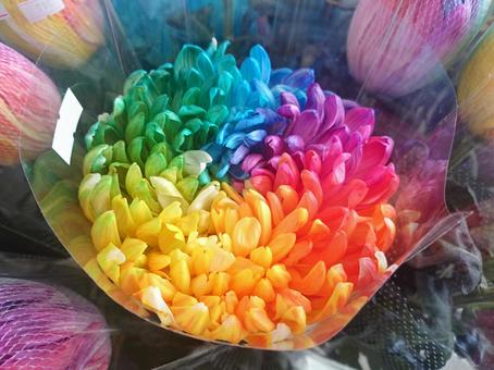 レインボー菊 レインボーマム、虹色の菊2 レインボー菊 レインボーマム、虹色の菊2 レインボー菊,菊,虹色の写真素材