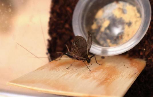 Photo, suzuki, crow, insect, 