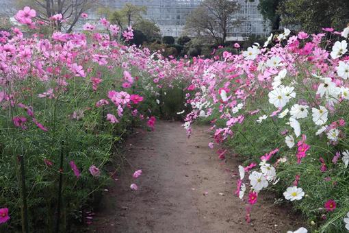 コスモスの道の写真