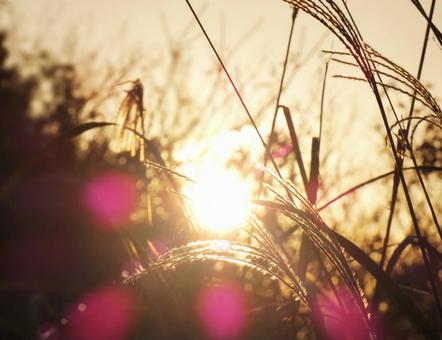 夕日が差し込むススキ畑 秋,ススキ,光の写真素材