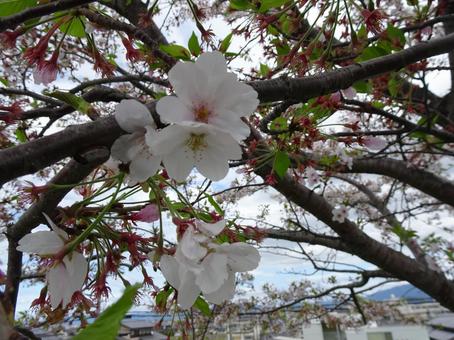 桜 桜の写真