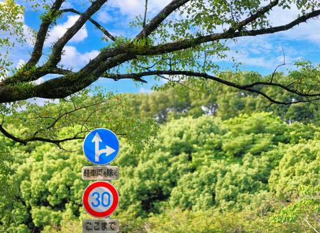 森の緑と道路標識 森の緑と道路標識 木,枝,道路標識の写真素材