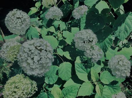 紫陽花,鎌倉, 紫陽花,鎌倉, 紫陽花,鎌倉,アジサイの写真素材