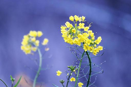 春の訪れを告げる菜の花 花,菜の花,植物の写真素材