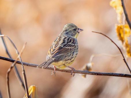 枝にとまるアオジの写真