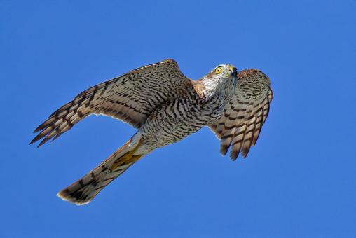 まだ若いハイタカのメス ハイタカ,鷂,タカの写真素材