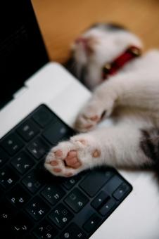 パソコンの側で寝る子猫 マンチカン,猫,子猫の写真素材