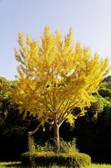 黄葉したイチョウの木 イチョウ,木,ギンナンの写真素材