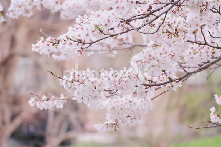 桜の木の枝に咲く満開の桜の花 桜,春,満開の写真素材