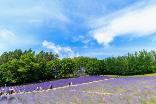 ラベンダー畑 ラベンダー畑,ラベンダー,花の写真素材