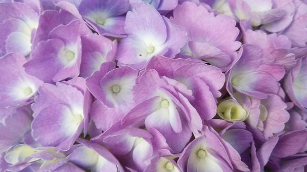 Pink hydrangeas blooming during the rainy season, JPG Pink hydrangeas blooming during the rainy season, JPG