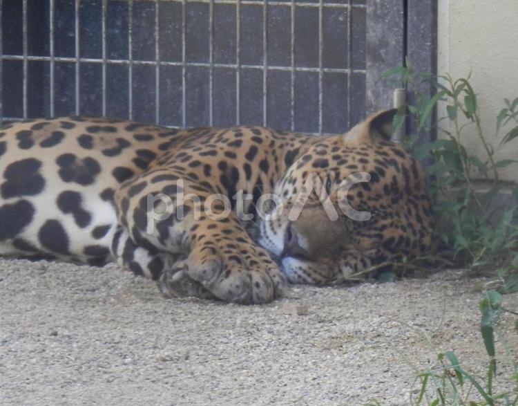 昼寝中のヒョウ ヒョウ,寝る,ネコ科の写真素材