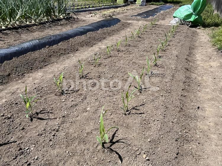 トウモロコシの苗を植える トウモロコシ,とうもろこし,玉蜀黍の写真素材