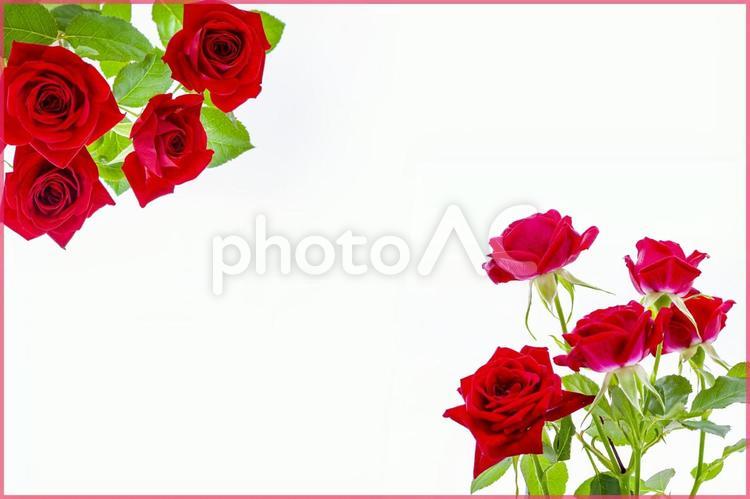 真っ赤なバラの花束イメージ素材 花,赤,バラの写真素材